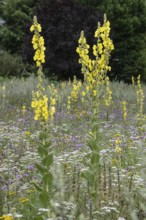 Flower meadow with large-flowered mullein (Verbascum densiflorum), Lower Saxony, Germany