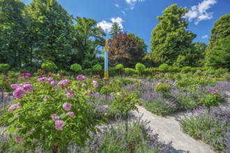 Rosarium with blooming roses and lavender on the Rose Island in Lake Starnberg, Feldafing, Upper