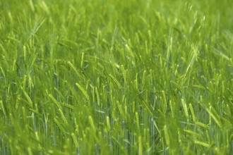Grain field with unripe ears of barley (Hordeum vulgare), delicate structure, texture, background