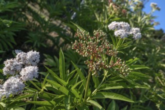 Blossoms and berries of dwarf elderberry or attich (Sambucus ebulus), Bavaria, Germany