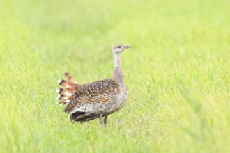 Great Bustard (Otis tarda), standing in a meadow, steppe bird, extremely rare bird species,