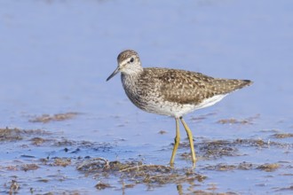 Wood Sandpiper (Tringa glareola) standing in shallow water, Wildlife, Animals, Birds, Snipe family,