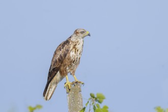 Buzzard (Buteo buteo) on the lookout, lurking on a concrete post, wildlife, animals, birds, bird of