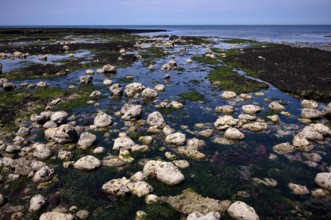 Low tide, seaweed, stones, rocks, Étretat, sea, steep coast, cliffs, chalk cliffs, alabaster coast,