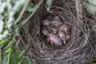 Five hatched blackbirds (Turdus merula) in the nest, in the clutch, two days old, Bavaria, Germany
