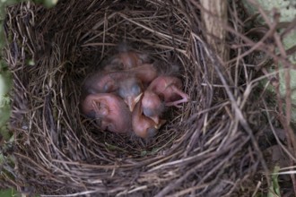 Five hatched blackbirds (Turdus merula) in the nest, in the clutch, one day old, Bavaria, Germany