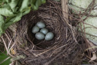 Five blue-green eggs in a blackbird's nest (Turdus merula), Bavaria, Germany