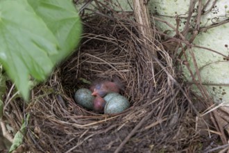 Two of five hatched blackbirds (Turdus merula) in the nest, Bavaria, Germany
