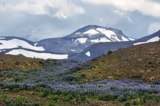 Mountain landscape in summer, volcanic landscape with carpet of flowers and remnants of snow,