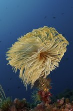 Large, yellow screwfish (Sabella spallanzanii) gently unfolds in the blue underwater in the