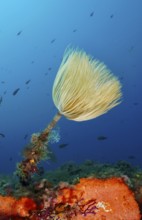 A large screw sponge (Sabella spallanzanii) above an orange sea sponge in the blue Mediterranean