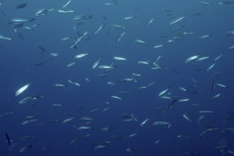 Shoal of sardine (Sardina pilchardus) under blue water moving dynamically in the Mediterranean Sea
