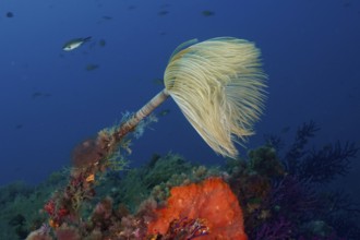 White fan-shaped spiral sponge (Sabella spallanzanii) on a lively reef bottom in the Mediterranean
