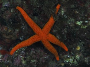 A red starfish (Echinaster sepositus) on rocky ground in the Mediterranean Sea near Hyères, dive
