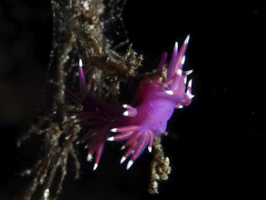Bright pink-purple Edmundsella pedata (Edmundsella pedata) on an underwater branch in the