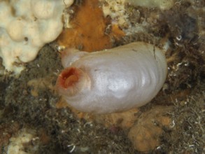 Red sea squirt (Halocynthia papillosa), white variant, on the ocean floor, surrounded by marine