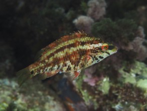 Fish with camouflage pattern, peacock wrasse (Symphodus tinca) juvenile, floating between colourful