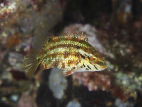 Fish with greenish stripes, peacock wrasse (Symphodus tinca) juvenile swims relaxed over the seabed