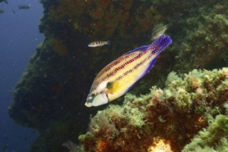 Colourful peacock wrasse (Symphodus tinca) swimming near a reef in the soft light of the underwater