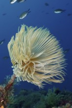 Large, fan-shaped screwfish (Sabella spallanzanii) swaying in the water in the Mediterranean Sea
