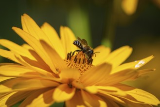 Macro photograph of a honeybee (Apis) on a yellow flower of the sun's eye, (Heliopsis),