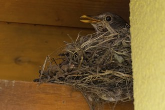 Female blackbird (Turdus merula) sitting in a nest of twigs under a wooden ledge, Ternitz, Lower