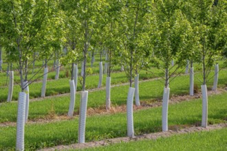 Shelbyville, Michigan - Trees growing at Winding Creek Nursery in west Michigan. The company grows