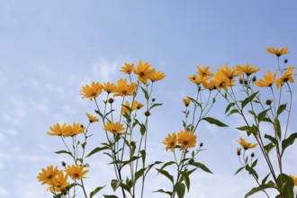Jerusalem artichoke (Helianthus tuberosus), yellow blossom, flowers, plants, Oberuhldingen