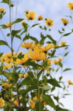 Jerusalem artichoke (Helianthus tuberosus), yellow blossom, flowers, plants, Oberuhldingen