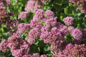 Stonecrop (Sedum), wall pepper, pink flowers, flowers, plants, Oberuhldingen district,