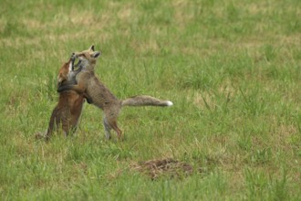 Red fox (Vulpes vulpes) male and weaned young playing on a mown meadow in light rain, Allgäu,