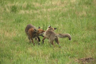 Red fox (Vulpes vulpes) male bites away weaned young, should finally become independent, mown