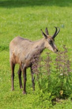 An adult chamois (Rupicapra rupicapra) stands in a green meadow on a sunny day.. Tyrol, Austria