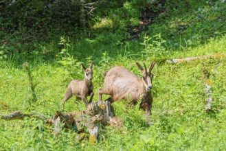 An adult chamois (Rupicapra rupicapra) walks with its young through the tall grass of a green