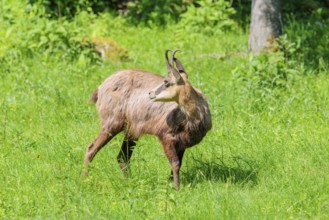 An adult chamois (Rupicapra rupicapra) stands in the tall grass of a green meadow on a sunny day..