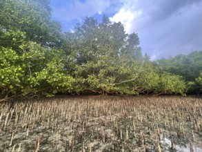 Aerial roots of the mangrove (Sonneratia alba), mangroves are among the most important ecosystems