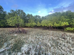 Mangroves, foreground (Rhizophora mucronata), background (Sonneratia alba), aerial roots, mangroves