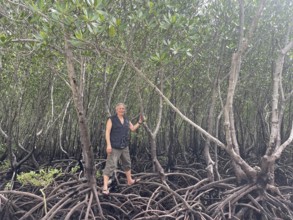 Man standing on the stilt roots of mangroves (Rhizophora mucronata), mangroves are one of the most