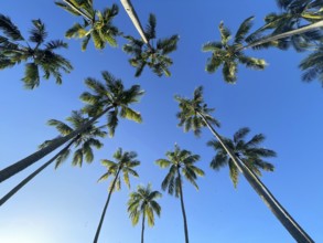 Coconut palms (Cocos nucifera), Sipaway Island, Negros, Northern Negros, Philippines