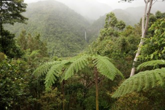Tropical rainforest, tree fern, protected area, Northern Negros Natural Park, waterfall, Negros,