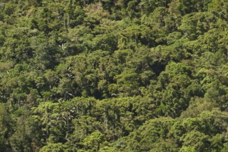 Tropical rainforest, tree fern, protected area, Northern Negros Natural Park, Negros, Northern