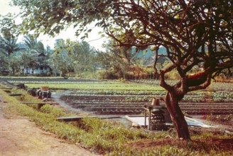 Intensive farming crops growing in fields of small farms, Singapore, southeast Asia, 1965