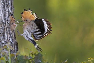 Hoopoe (Upupa epops) Bird of the Year 2022, male with food, prey, foraging, food for the young