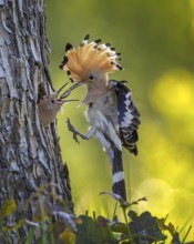 Hoopoe (Upupa epops) Bird of the Year 2022, male with food, prey, foraging, food for the young