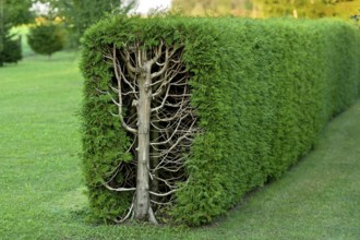 Arborvitae, thujas (Thuja), rectangular hedge, cross-section, tree trunk, branches, twigs and