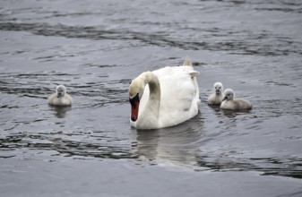 Mute swan (Cygnus olor) with offspring on the Kiel Canal, Kiel Canal, Schleswig-Holstein, Germany
