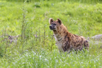 An adult female spotted hyena (Crocuta crocuta) stands in a green meadow. Southern part of Africa