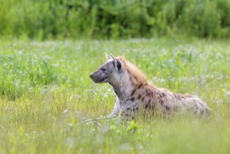 An adult male spotted hyena (Crocuta crocuta) lying in a green meadow, observing something.
