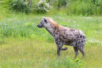 An adult male spotted hyena (Crocuta crocuta) stands in a green meadow, observing something.