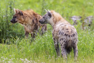 An adult male and a female spotted hyena (Crocuta crocuta) standing on a green meadow, observing